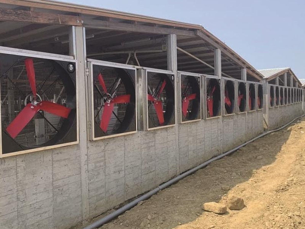 Exhaust fans installed along a livestock building